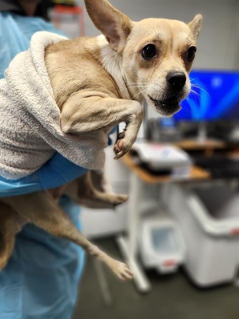 A786390 - Terrier available for adoption