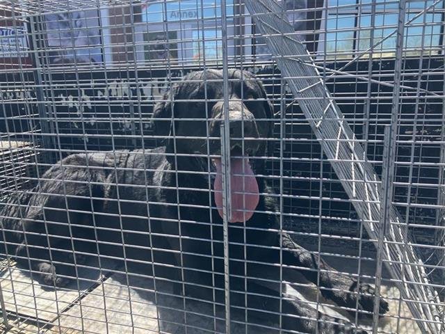 BUD - Labrador Retriever available for adoption