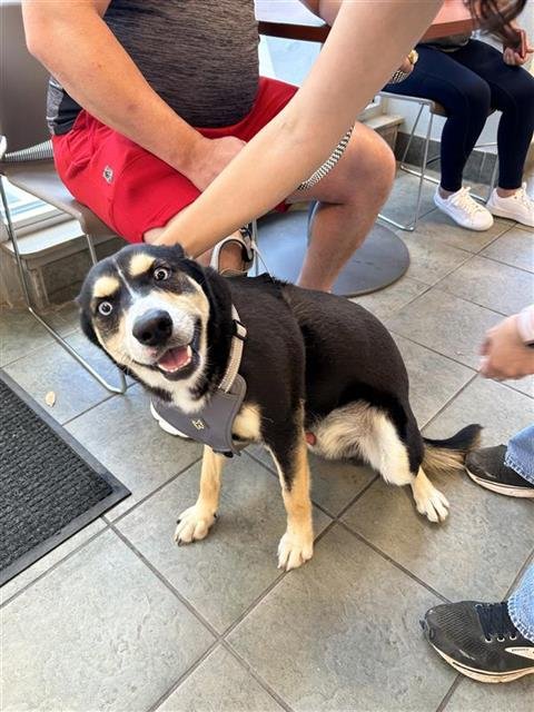 SHILOH - Husky available for adoption