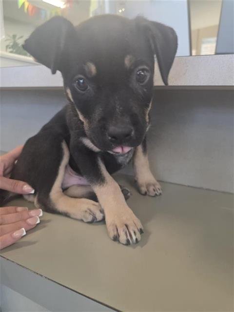 NATE - Terrier available for adoption