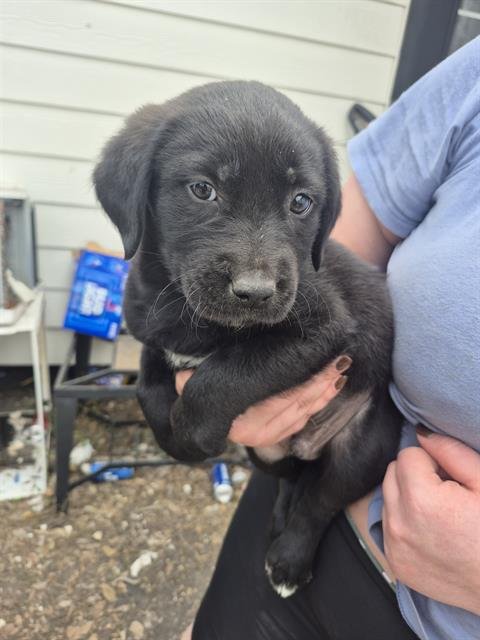 ROB - Labrador Retriever available for adoption