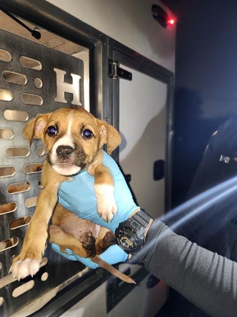 ROXY RINGTAIL - Border Collie available for adoption