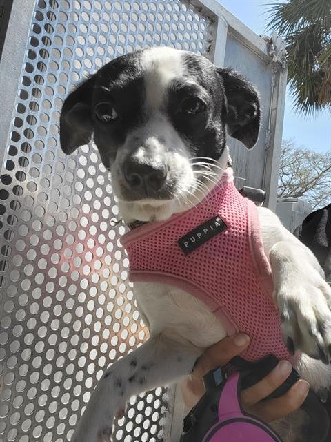 STUSTU - Chihuahua available for adoption