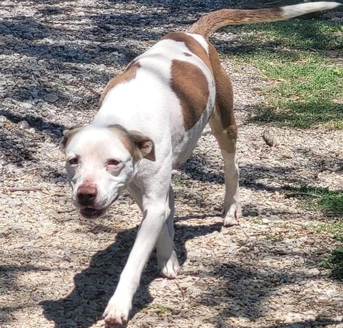 WILLOW - American Staffordshire Terrier available for adoption
