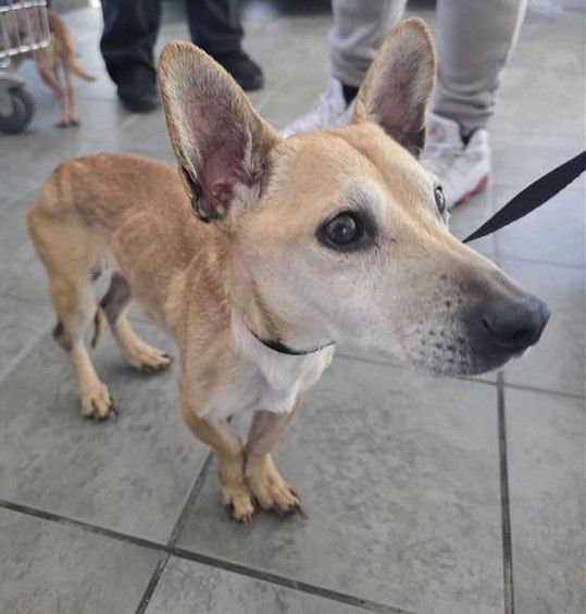 ANNABELLE - Chihuahua available for adoption