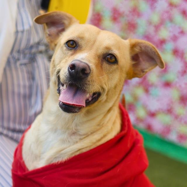 RITA - Terrier available for adoption