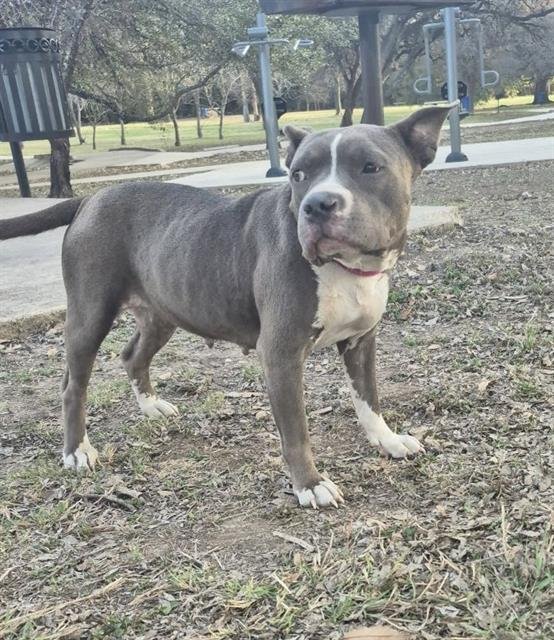 BELLA - American Staffordshire Terrier available for adoption