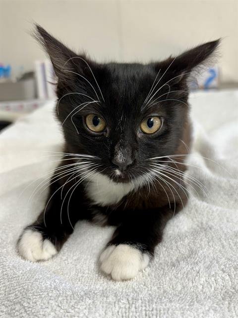 SUNGLASSES - Domestic Short Hair available for adoption