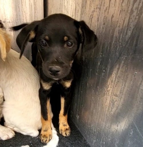 ATLANTA - Terrier available for adoption