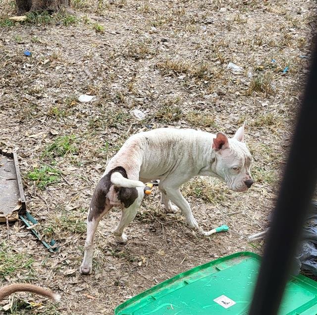 STAR - American Staffordshire Terrier available for adoption