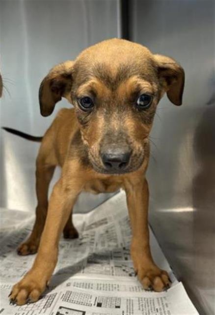 JAY JAY - Vizsla available for adoption