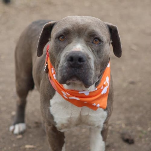 BUBBLES - American Staffordshire Terrier available for adoption