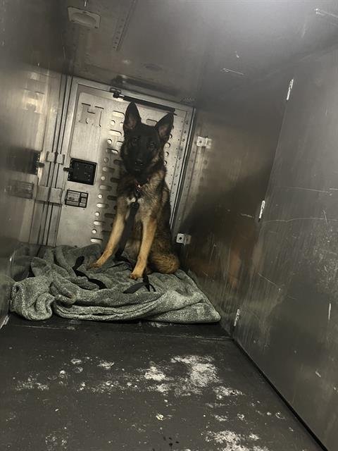 ZOE - German Shepherd Dog available for adoption