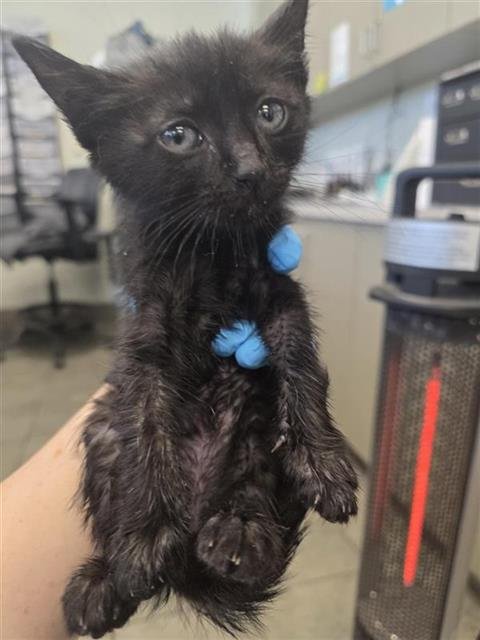 KIT 2 - Domestic Short Hair available for adoption