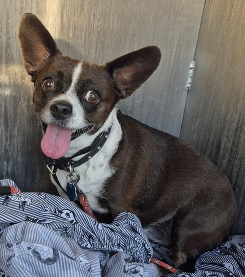 STELLA - Chihuahua available for adoption