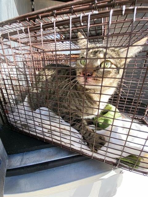 ALOE - Domestic Short Hair available for adoption