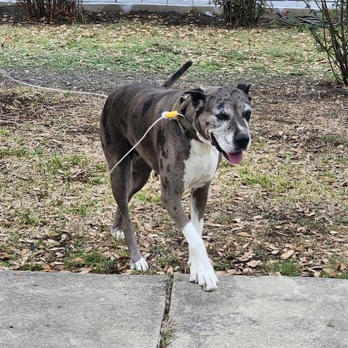 MISTY - Great Dane available for adoption
