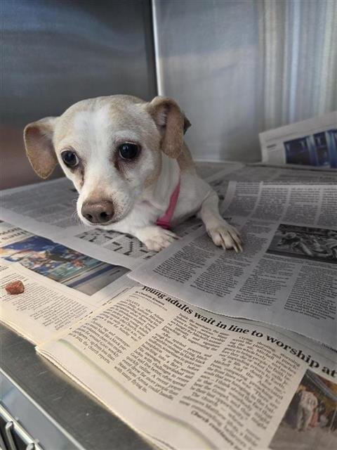 ANGEL - Chihuahua available for adoption
