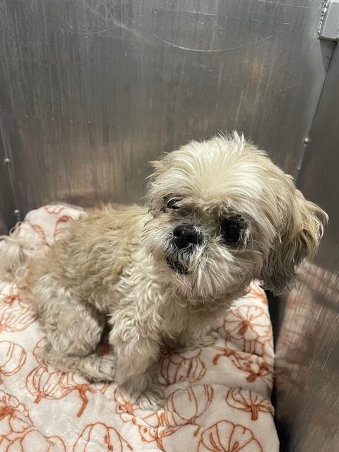 SOPHIE - Maltese available for adoption