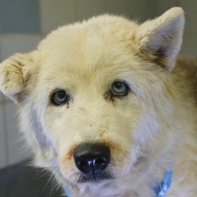 LUNA - Husky available for adoption