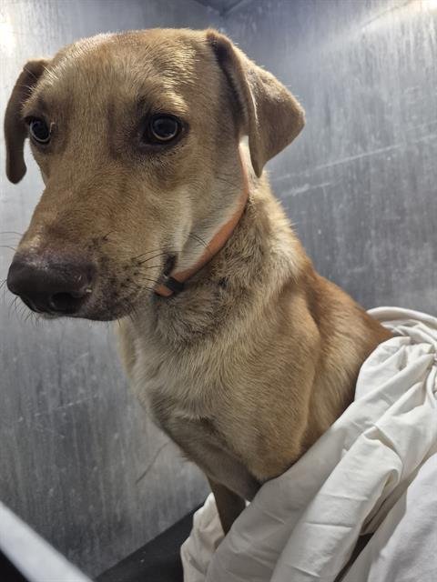 SULLY - Labrador Retriever available for adoption