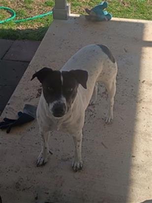 KITTY - Pointer available for adoption