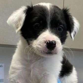 PUP 7 - American Staffordshire Terrier available for adoption