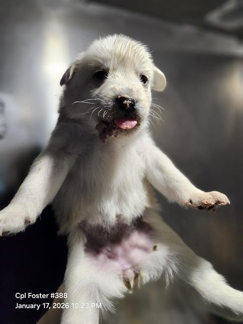 BELLA - Great Pyrenees / German Shepherd Dog available for adoption