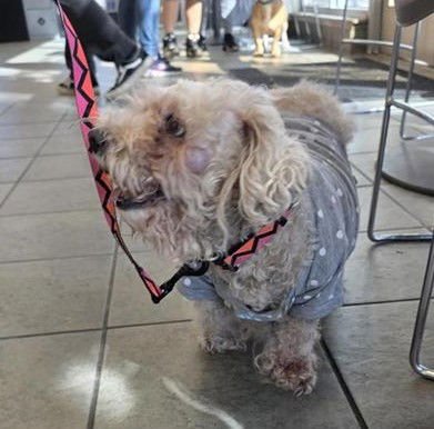 ANGEL - Poodle (Miniature) available for adoption