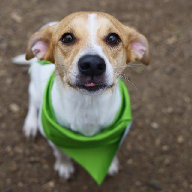 COCO - Terrier available for adoption