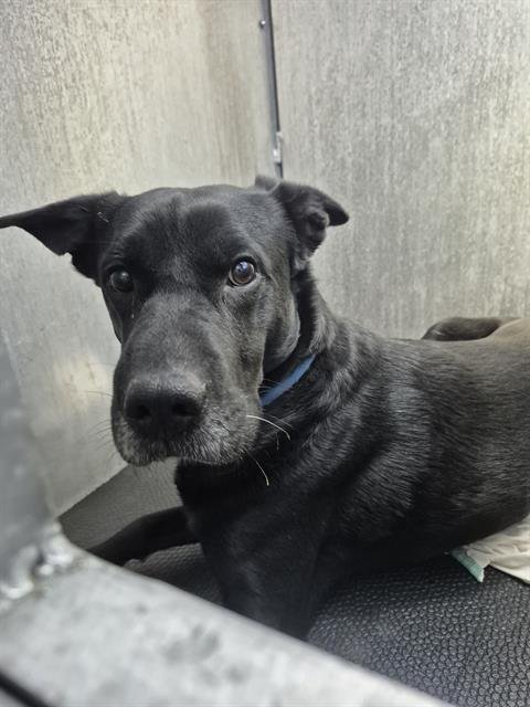 SIMPSON - Labrador Retriever available for adoption