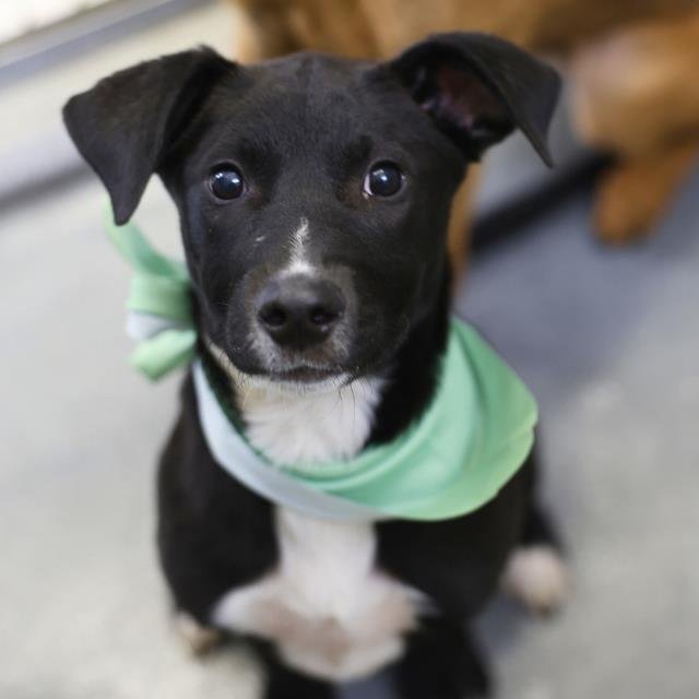 REMEY - Labrador Retriever available for adoption