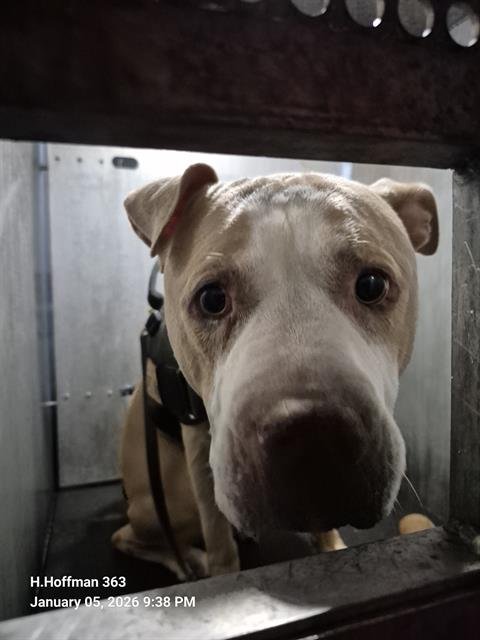 BRUCE - American Staffordshire Terrier available for adoption