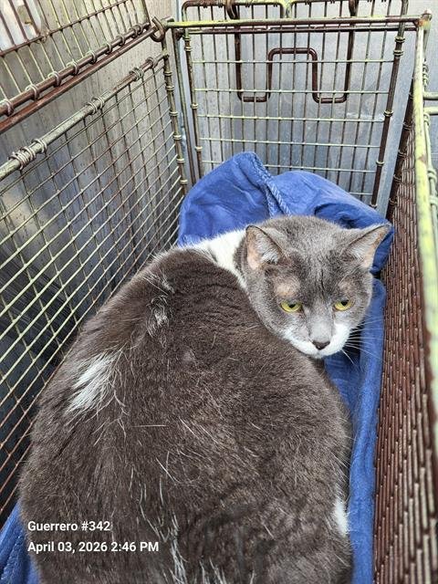 A801826 - Domestic Short Hair available for adoption