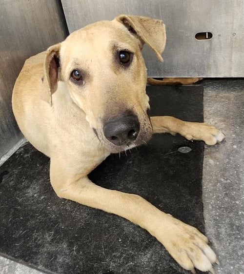 JULIE - American Staffordshire Terrier available for adoption