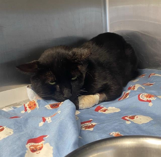 JAMESON - Domestic Short Hair available for adoption