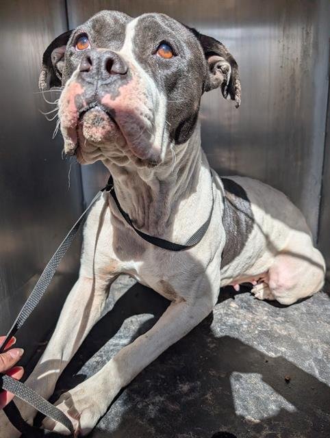 ZEPELLIN - American Bulldog available for adoption