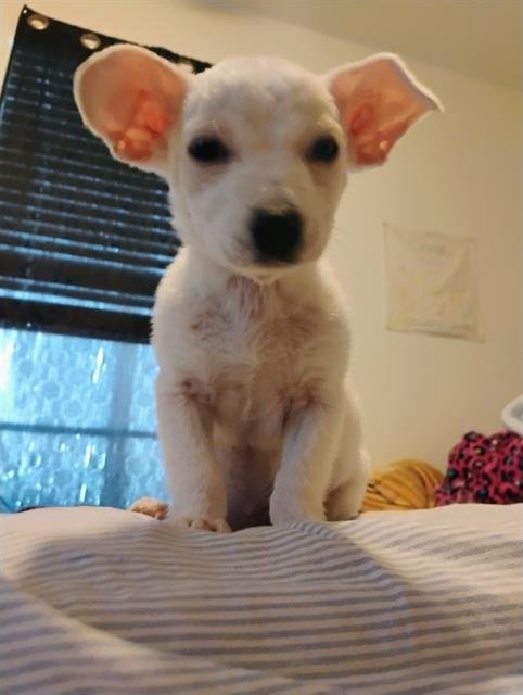 CASPER - Chihuahua available for adoption