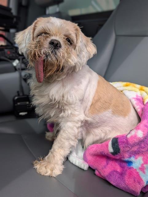 BARNABY - Shih Tzu available for adoption