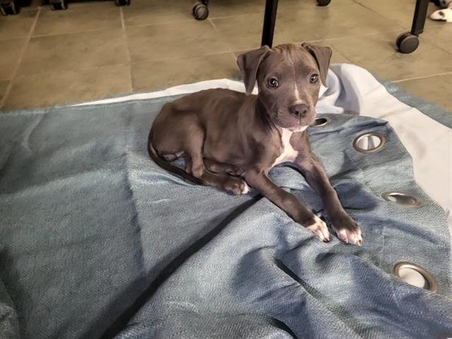 ZOEY - American Staffordshire Terrier available for adoption