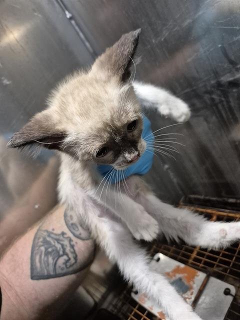 REGGY - Domestic Short Hair available for adoption