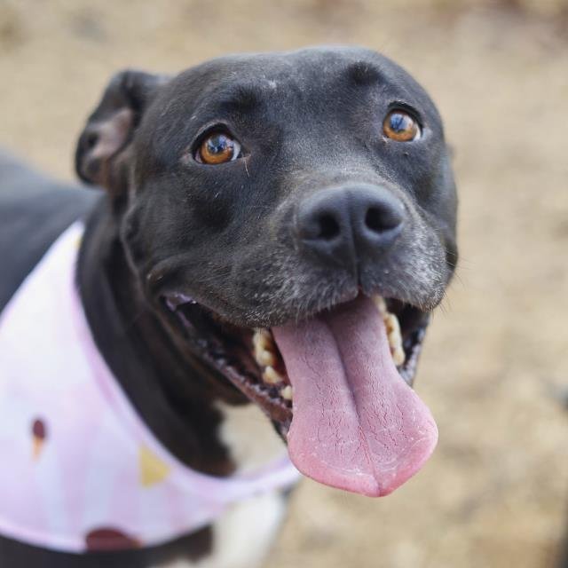 ARTEMIS - American Staffordshire Terrier available for adoption