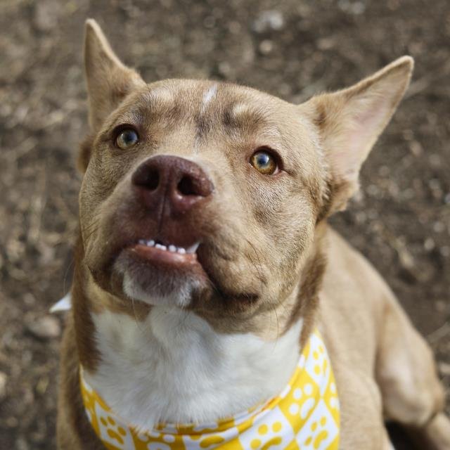 RICARDO - American Staffordshire Terrier available for adoption