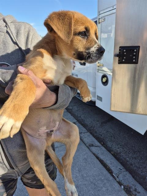 PUP 4 - Boxer available for adoption