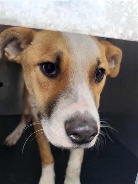 CHACA - American Staffordshire Terrier available for adoption