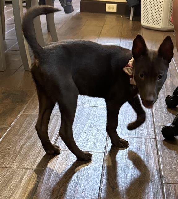 ORACLE - Labrador Retriever available for adoption