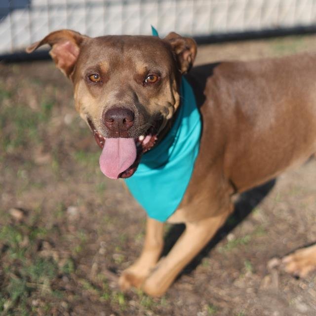 ROSCO - American Staffordshire Terrier available for adoption