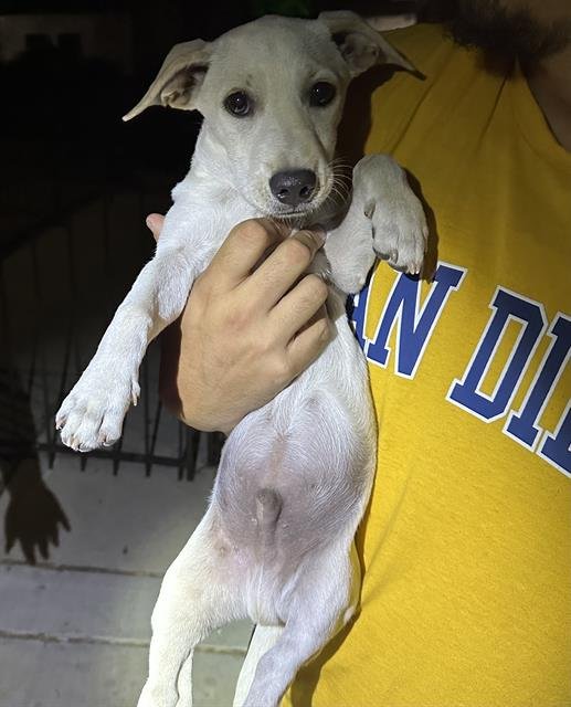 INDIANA BONES - Labrador Retriever available for adoption