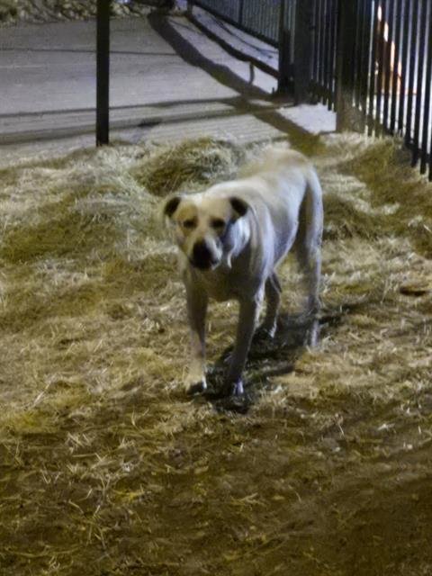 RED - Labrador Retriever available for adoption