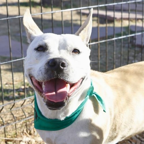 BEANS - American Staffordshire Terrier available for adoption